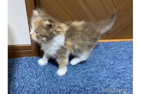 成約済の千葉県のサイベリアン-77439の17枚目
